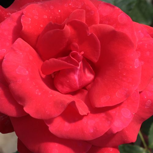 Online rózsa kertészet - teahibrid rózsa - vörös - Rosa Corrida™ - diszkrét illatú rózsa - Bernard Sauvageot - Élénkvörös színű, gazdagon nyíló, ellenálló fajta.